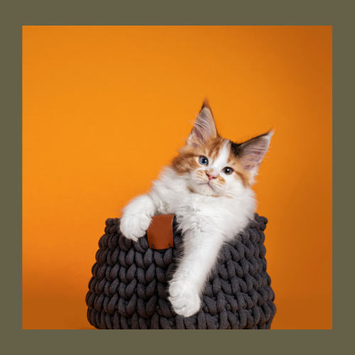 Coleção Gatos da Animalnês: Puro Charme Felino - Animalnês