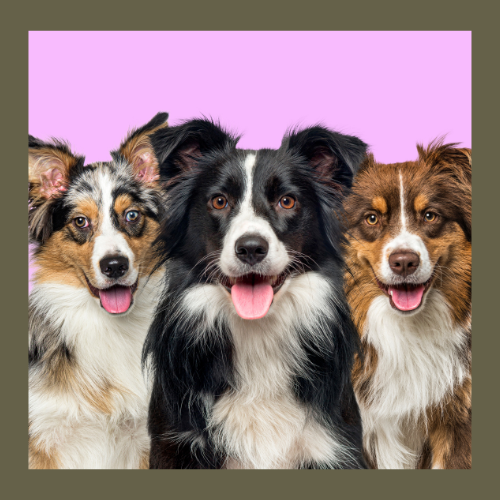 Coleção Cães da Animalnês: Lealdade em Estilo - Animalnês