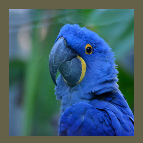 Coleção Selvagem Animalnês: Uma Jornada pela Fauna do Planeta - Animalnês