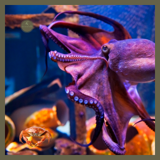 Águas-vivas, caranguejos e polvos