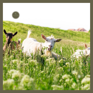 Cabras, Carneiros, Bodes e Ovelhas