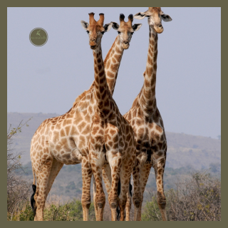 Girafas