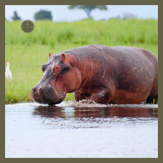 Hipopótamos