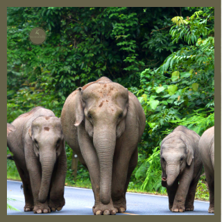 Elefantes