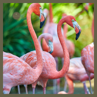 Flamingos